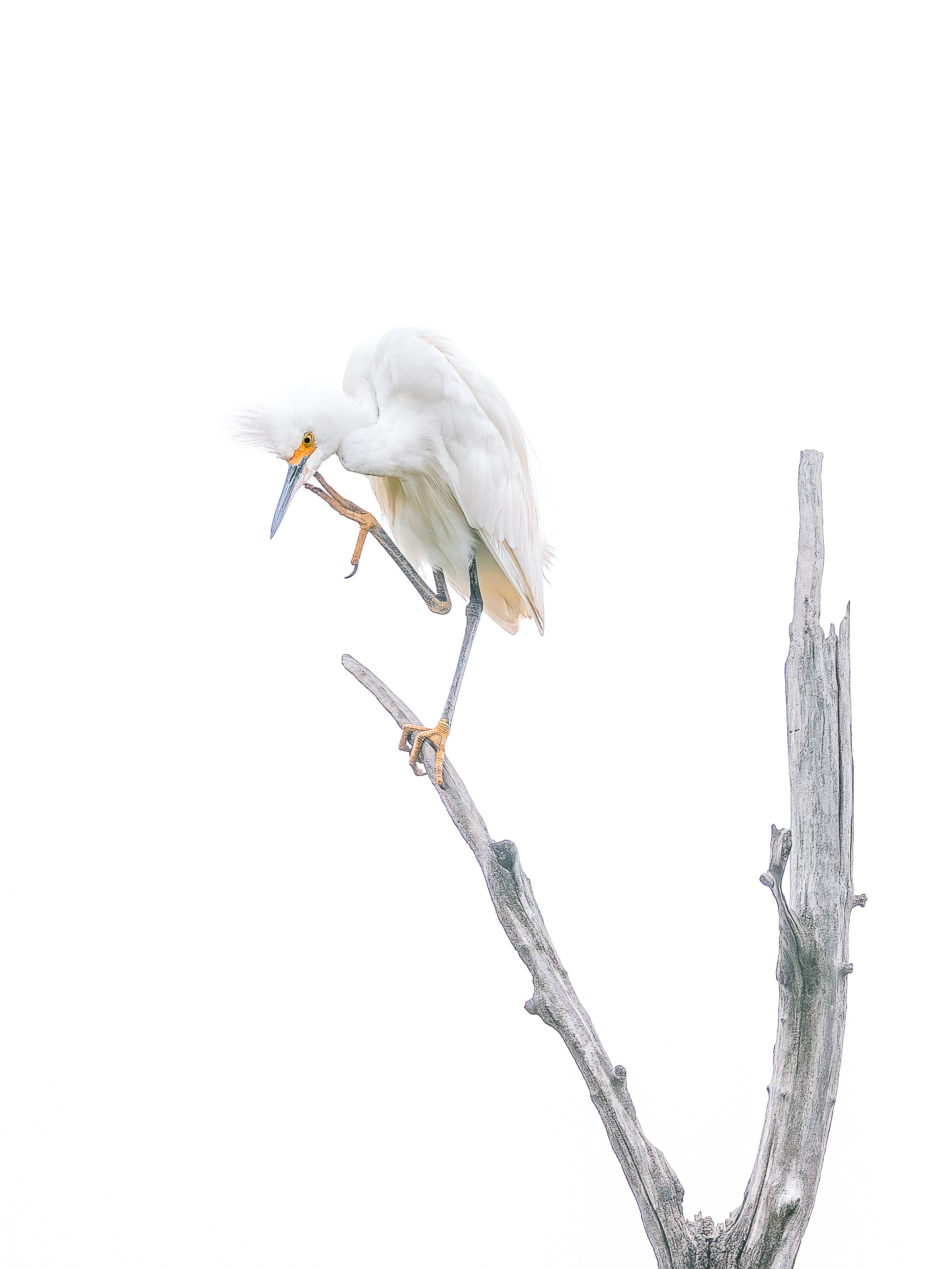 3rd PrizeOpen Nature In Class 3 By Edward Crawford For CCCMistyMorning JAN-2026.jpg